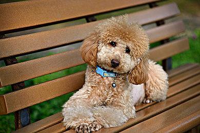 生物收集《虫子快餐厅》4月28日发售 体验不一样的冒险